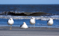 Feathered Friends